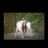 dancers_mind's profile image