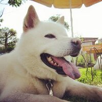 かけしょー (@kakeshow_) 's Twitter Profile