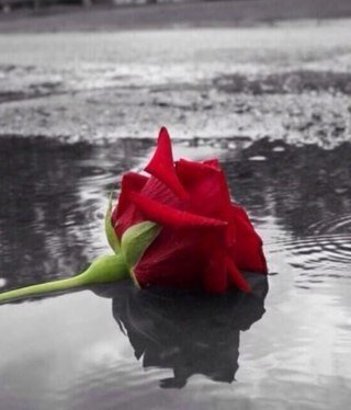 ججَميل جَدآ أن تَقدّم الفرحَهه لغيّرك مَع أنك أكثَر من يحتاجہاآ.
