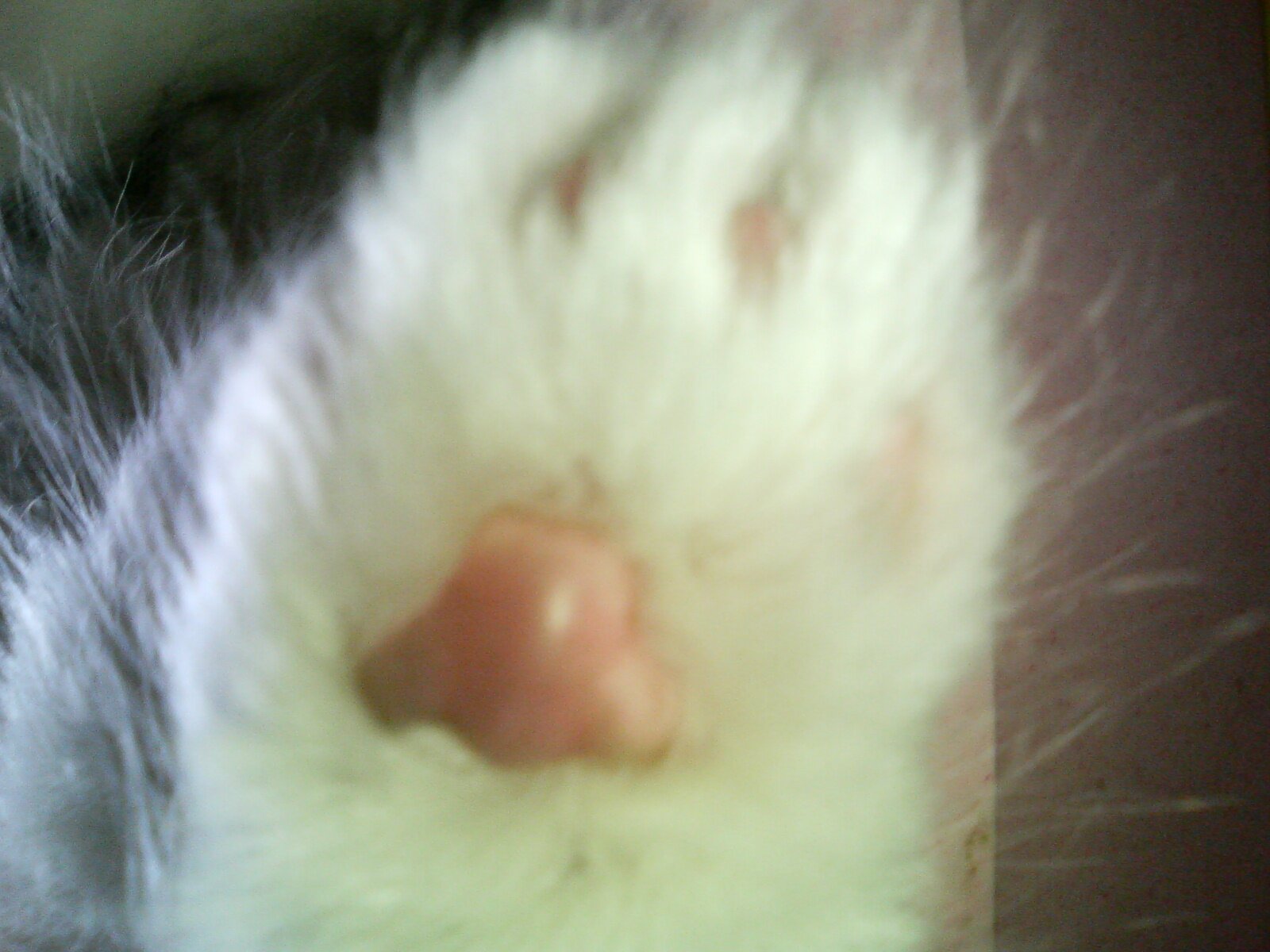 CHANEL0707's profile picture. とりあえず登録したばかりで、まだ使い方がよくわかりません