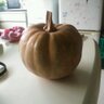 hareotoko1965's profile picture. 農業始めました。