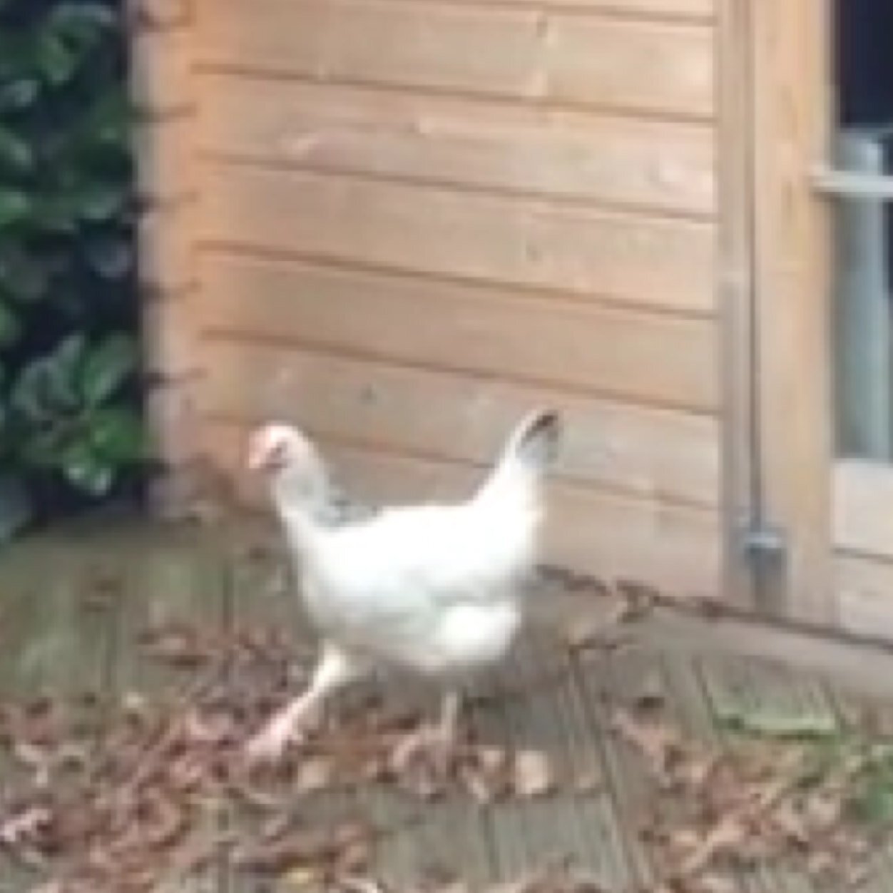 Petes beloved pet chickens // our dad pete follows us // @melissa_pja @toriwardpja @melissagissing