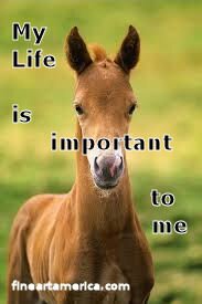 HorseWarrior_90 Profile Picture