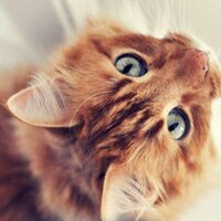 Sunpaw (@sunpaw_) 's Twitter Profile
