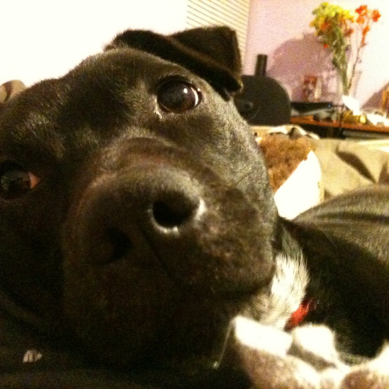 Bringing you all of the pups & poodles #DogsAfterDark