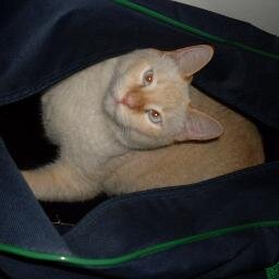 sigo de vouta qm mi seguir