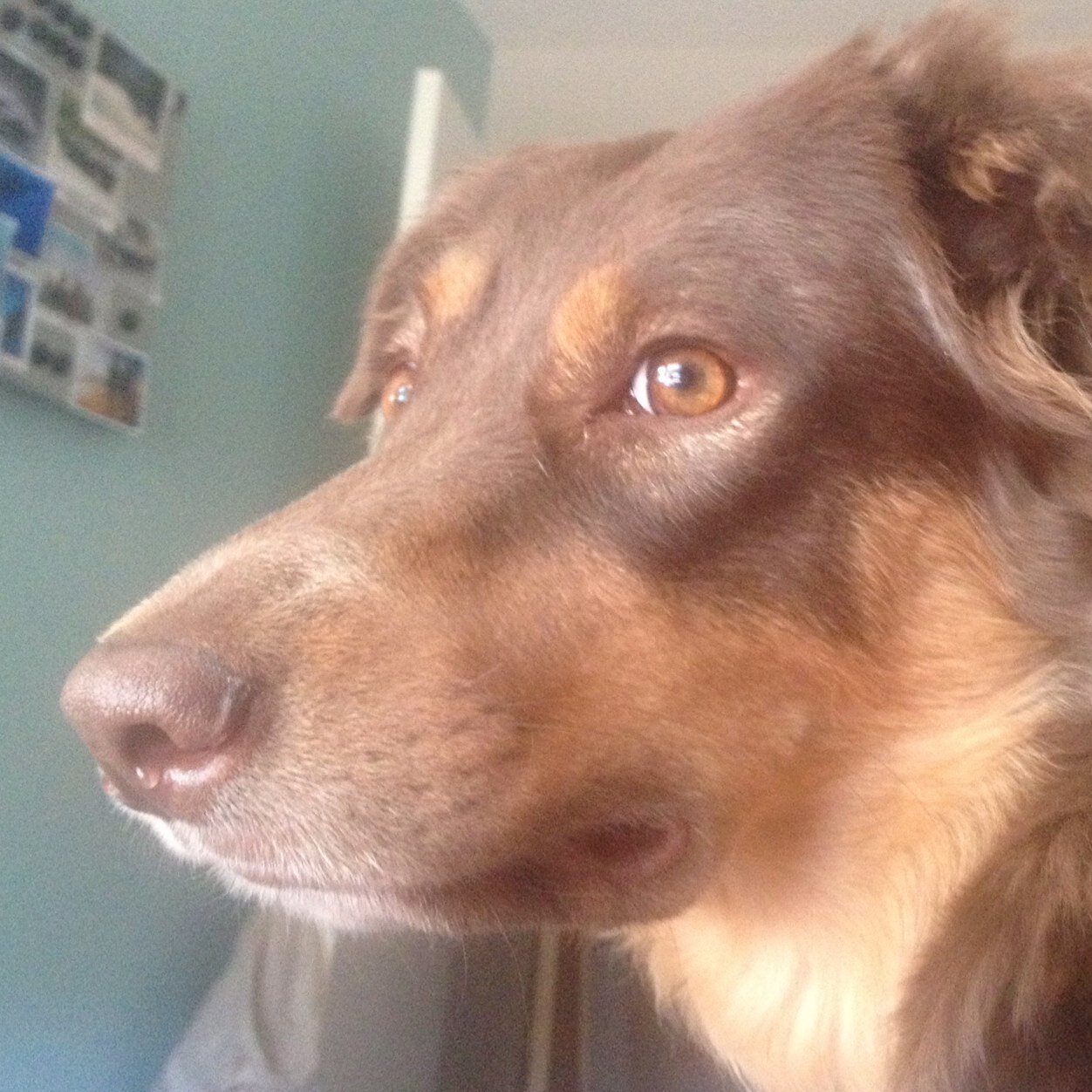 MontyTheDog13's profile picture. Hi- I'm Cali, I just turned 2 1/2, & im taking over from my mentor Monty! I love running in the park, car rides, bacon, & pics w/ hot models- miss you Monty!