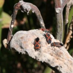 todeshkaden's profile picture. 