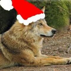 JORRENT TIME! I love you Sina! Orange is da bomb diggity. I love all of you. KISSES KISSES KISSES! I love eating deer. And stalking the owls. HAVE A NICE DAY!!!