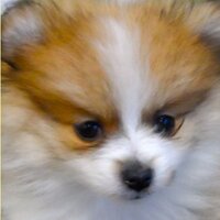 Maddie (@yoyobuttons) 's Twitter Profile