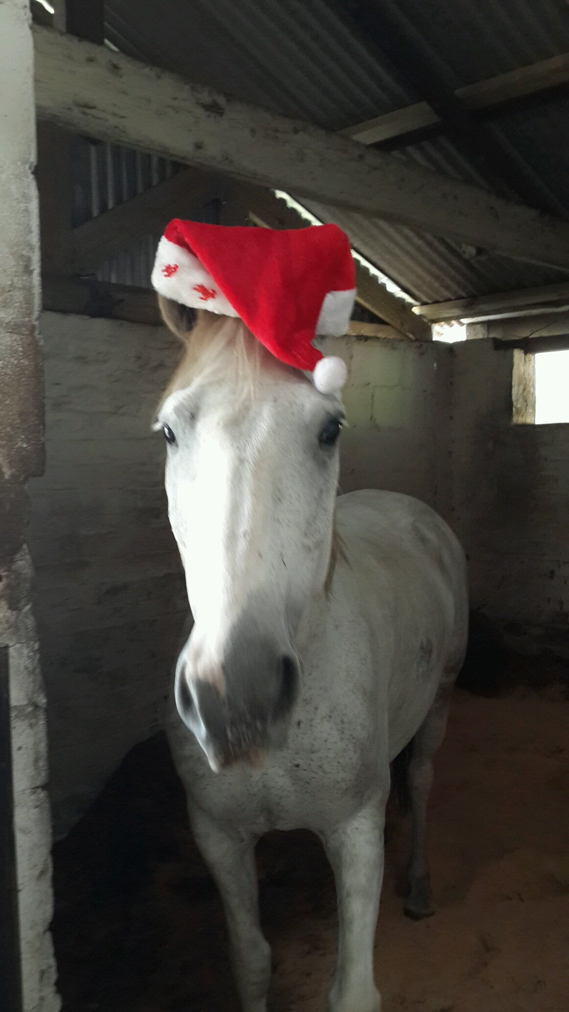 I like to think I work with animals and train people rather than the other way around