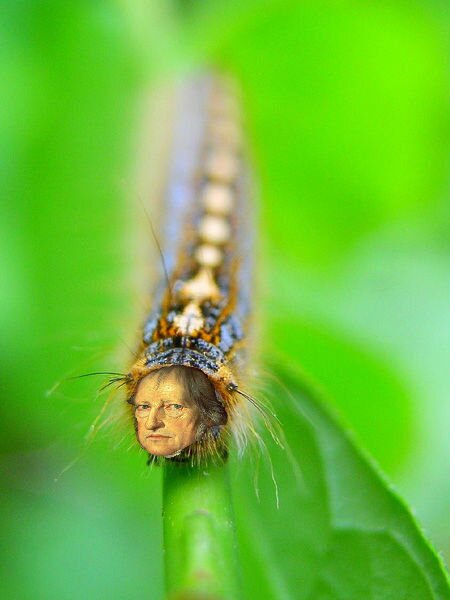 immm...mediation, pure immediation,---me malacosomae disstria (md). me crawl in immediate beyng, indeterminate beyng. eat poplar leaves. swim in ditch. this me.