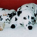 Helen Grieve - @helen_grieve - Twitter