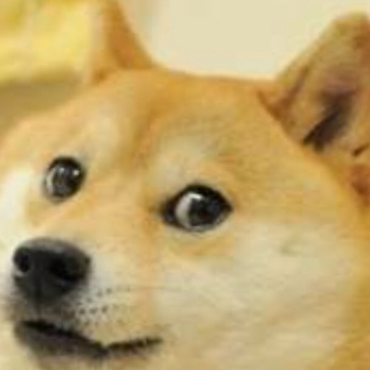 The Official Twitter Of Sports Doge