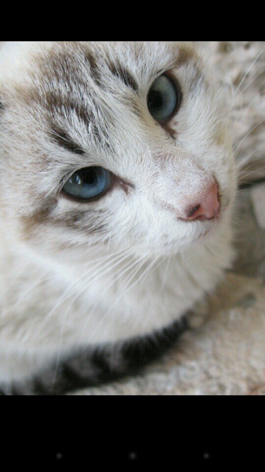 White cat Silver Stripes icy blue eyes [Mom: DawnShine] [Dad: JayClaw] [Kits: StoneKit SilverKit and StarlingKit] [Female] [Clan: AmberClan] [Mate: @BlazeKit_]