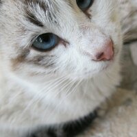 FeatherJay (@tigerofdf) 's Twitter Profile