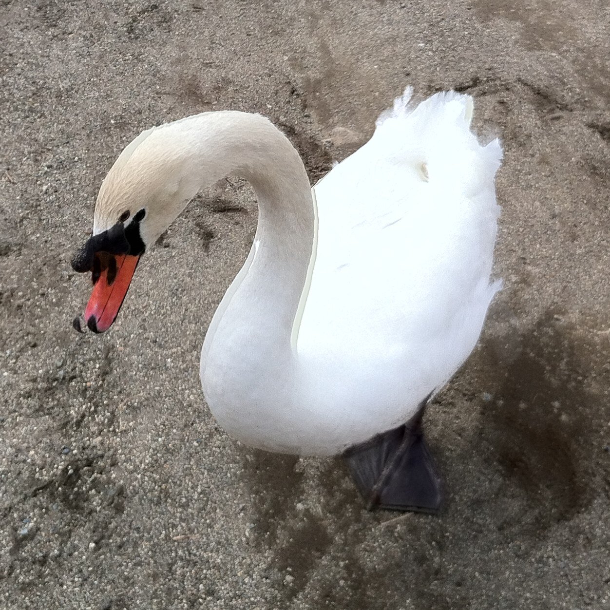 tol_magic's profile picture. もうなんか色々やってる FF14ではKurehane     ワールドはMasamune  男性