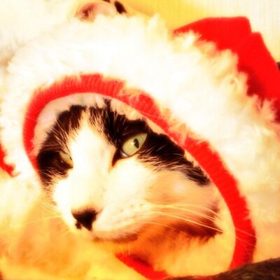 ねこcafe にゃんた Catcafe Nyanta Twitter
