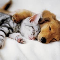 ねぇ知ってる？人生の3分の1は睡眠時間なんだって。そんな睡眠を大事にしたい人の為のbot　中の人 → @a_sleepless_cat
