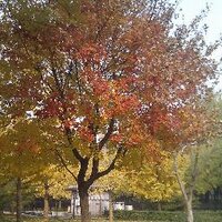 Zhonghua001 (@zhonghua001) 's Twitter Profile