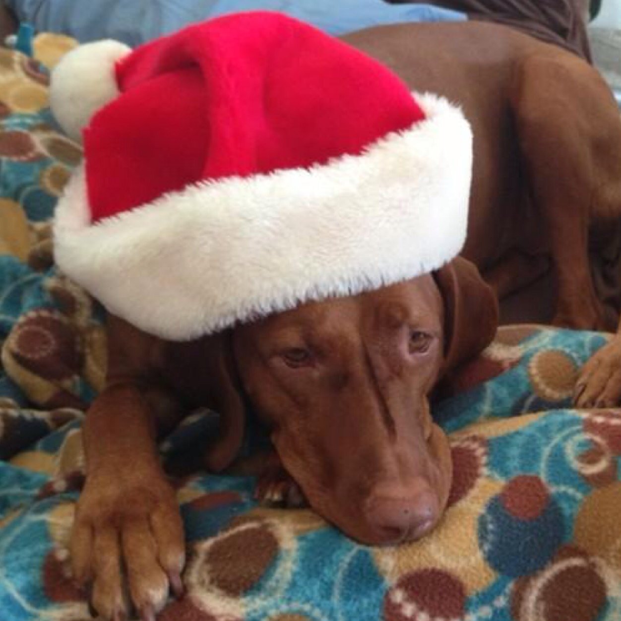 I'm a dog. #vizsla