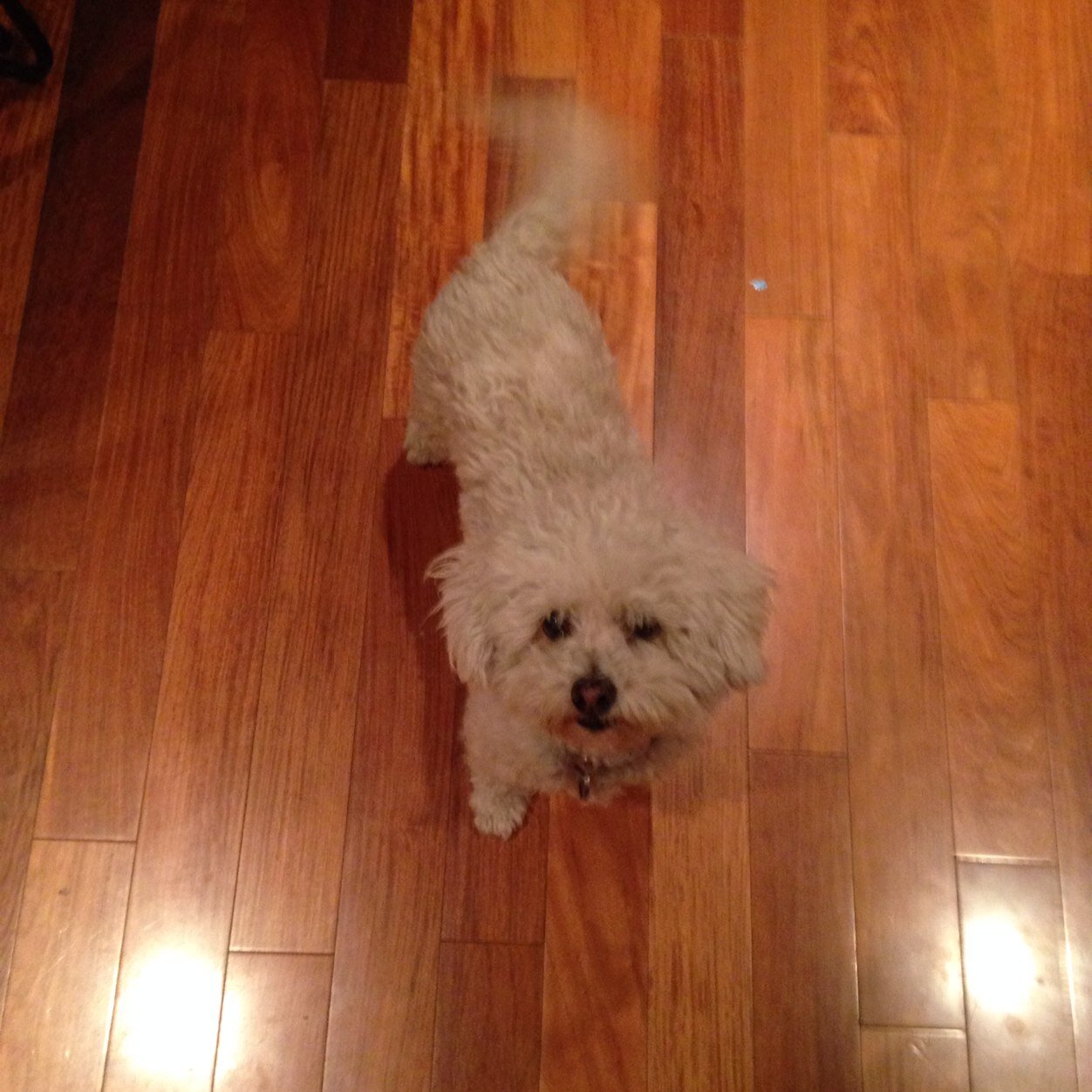 I'm a 9 year old bichon and these are the tails of my life with my masters.