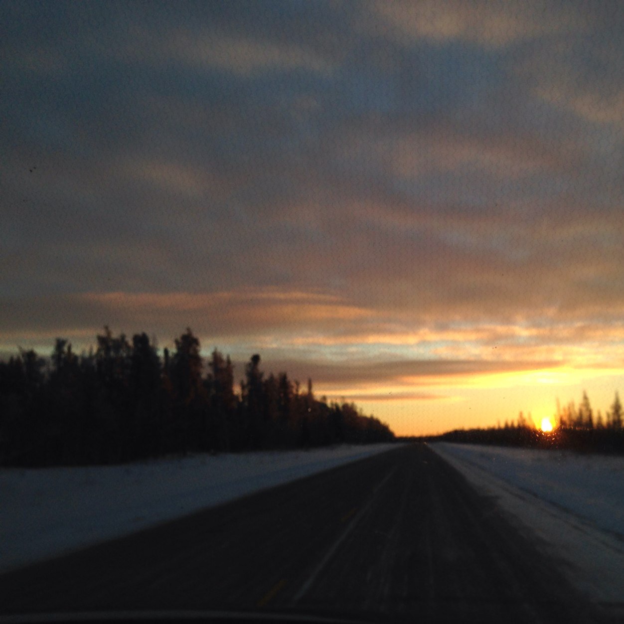 BushWoman1's profile picture. 