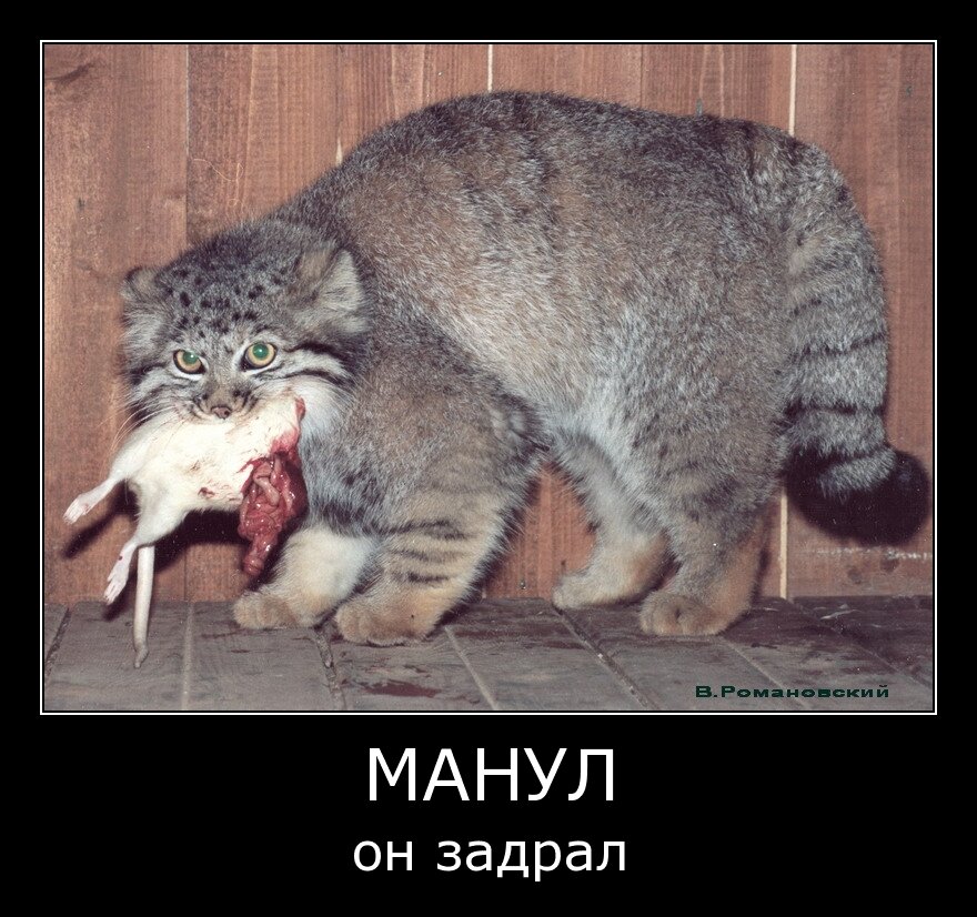 slava-nikitin