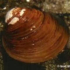 Me and the Clam Make it Happen, It's a Clam's Life for Me!