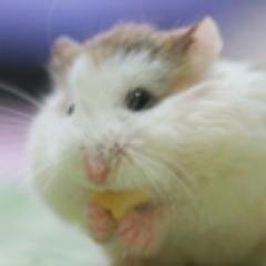 ドラムをはじめとして、カホンやバウロンにも手を出し始めた打楽器大好きっ子(o^^o)美味しいものを食べに行くのも大好き♡色んな写真をUPしていきます(^｡^)v