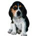 Dedicated to the health and well-being of pets of all kinds. Information and pet supplies sources.