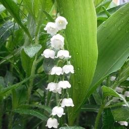 63_63solo777's profile picture. Работу работаю,близких  обожаю,а вот ЦСКА-Уважаю!