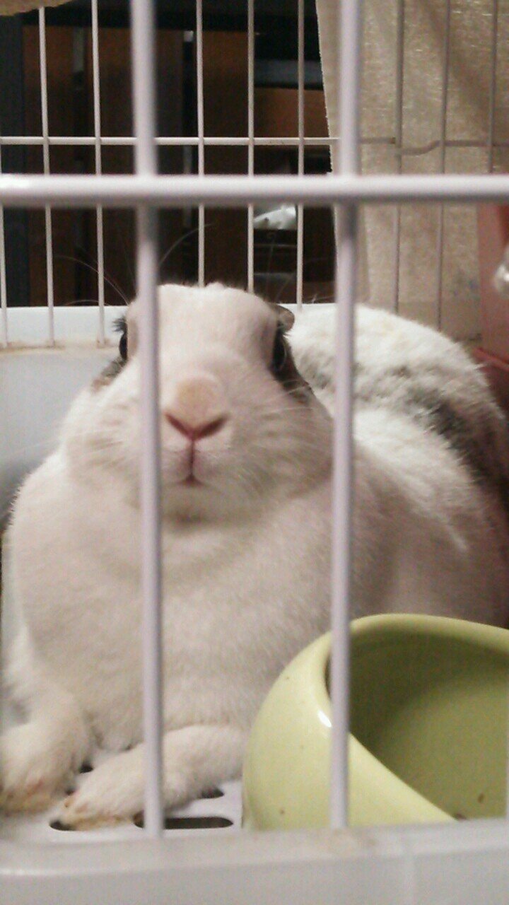 ( •ω•ฅ).。.:*♡ 手下沼から出られません。好きなものいろいろ。ツイステの沼にも沈んでます。成人済みです。