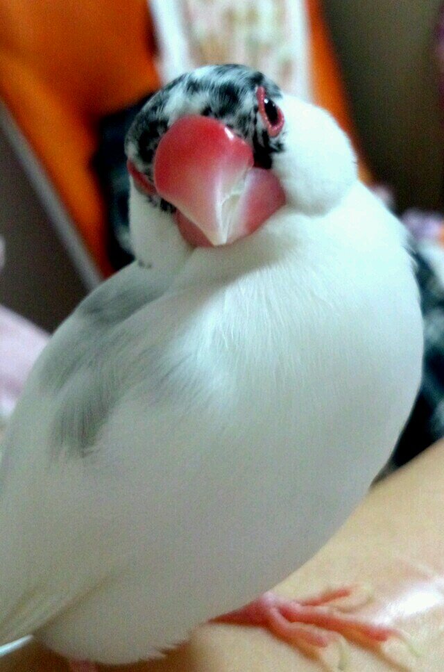 群青＊ゆったりのんびり浮上＊さんのプロフィール画像