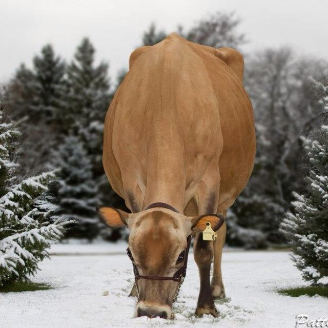 The Mellow Family - Purebred Jersey Farm est. 1932 - Two-Time Master Breeder
