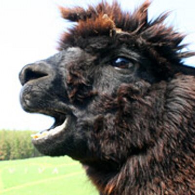 Twitter पर 黒アルパカ 毒 なんで今 新日に鈴木軍 Twitter पर 黒アルパカ 毒 なんで今 新日に鈴木軍