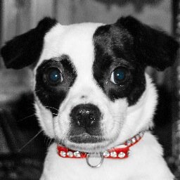 TwistBtq's profile picture. Lola the Paw-shionista, Clothing, Accessories, Handbags, Jewelry, Watches, Dresses, Fashion