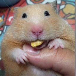 ついったーに復活なり！ 過去ねずみーはこちら https://t.co/9DazLiKrNB https://t.co/eawdMvgnKb