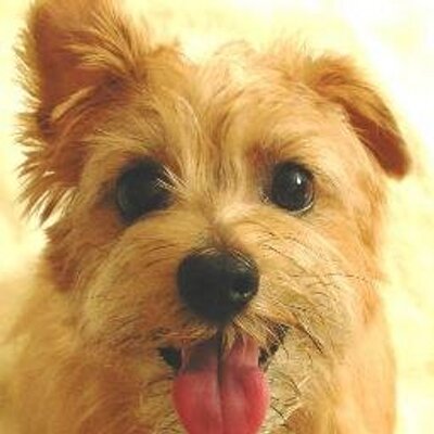 桂馬のプロフィール写真