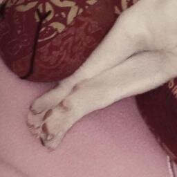 hello elf i'm bugsy i love my handsome father @siwon407 :^)