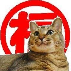 家族猫9頭。 細々保護＆TNR。只のサラリーマン家庭です。半数以上里子に出せなかった持病持猫。動物管理飼養士１級。 野望：日本の全国小中学校で命の授業を。 毛皮＆動物実験＆殺処分No!（里親様ブログで募集。御協力に感謝！）　#脱原発