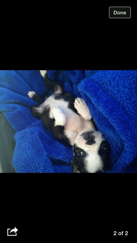 PuppyPower's profile picture. I like to chew