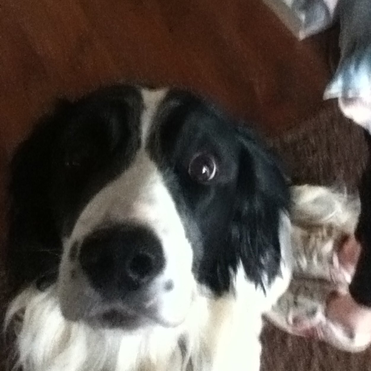 my beautiful dog