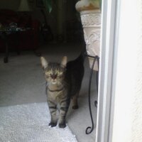 catherine the 1st (@catifordnicci) 's Twitter Profile