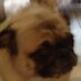 Mr.puggy (@pug_tyler) Twitter profile photo