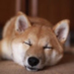 15才のツンドラ柴子(⑅•̀ᴥ•́)と一緒に暮らしています。柴犬人会会員🐾　近況とかメモとか日常的なことを、きまぐれにtweeeet　　#秘密結社老犬倶楽部 #犬のいる暮らし #老犬介護 #シニア犬