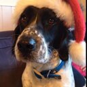 Dylan Davies - @Dylan_wonderdog - Twitter