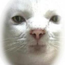 neko_kun_dva's profile picture. 