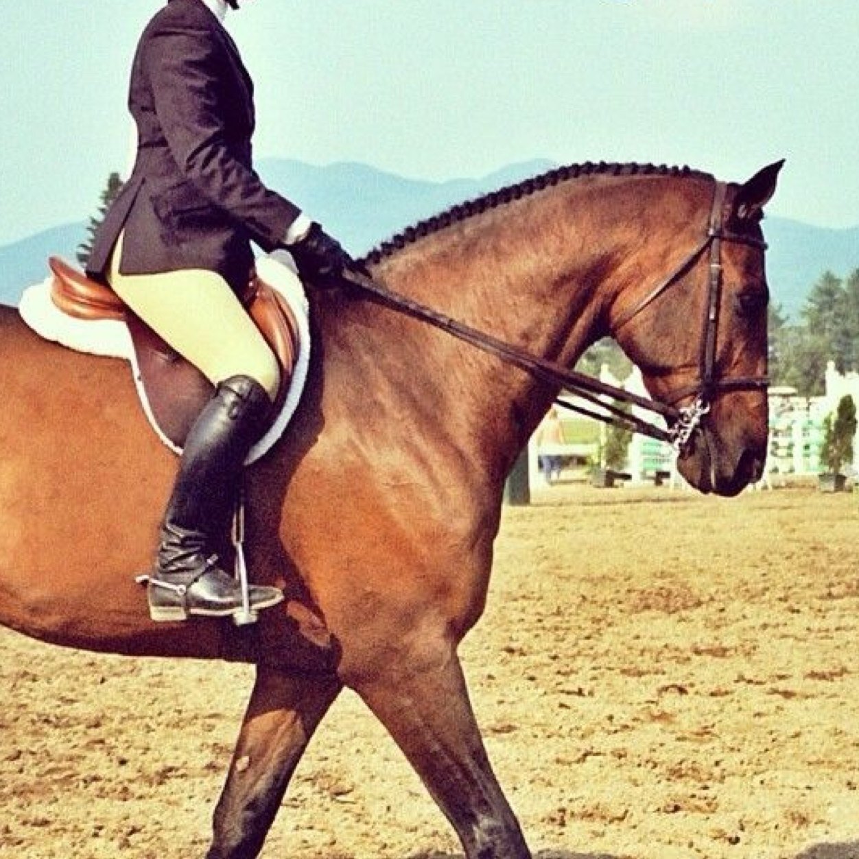 I'm #ThatRiderWho's problems would all be solved if I just had my own horse • #Gyllenhaalic