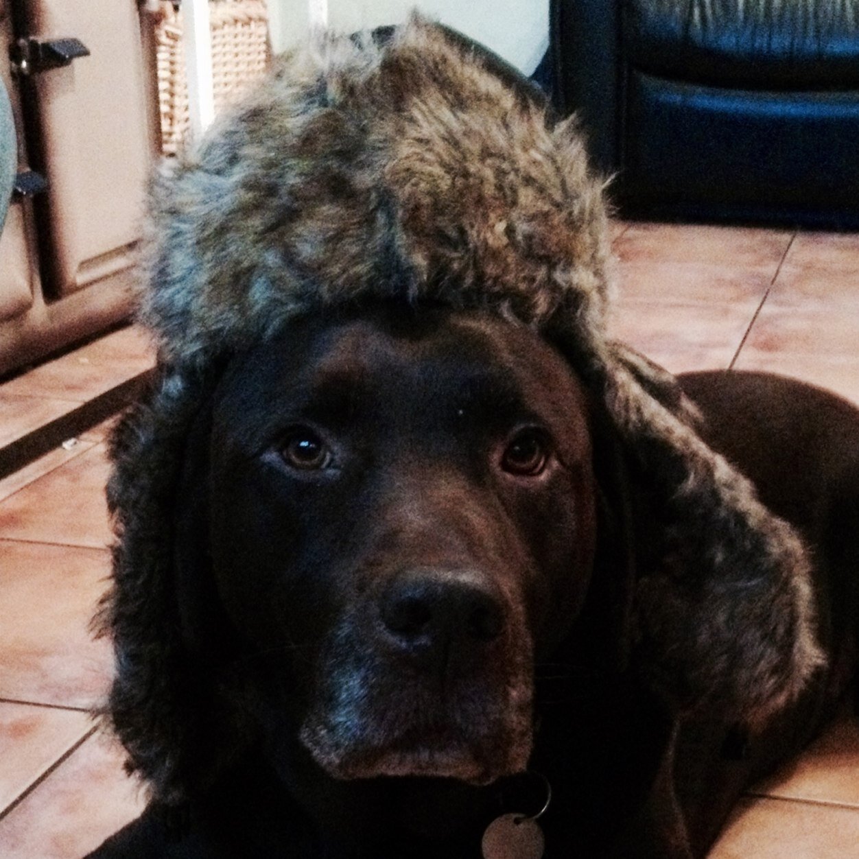 I am a middle aged chocolate labrodor with strong opinions on sports. You should not get the wrong side of me, otherwise I will get on the back of you! WOOF!
